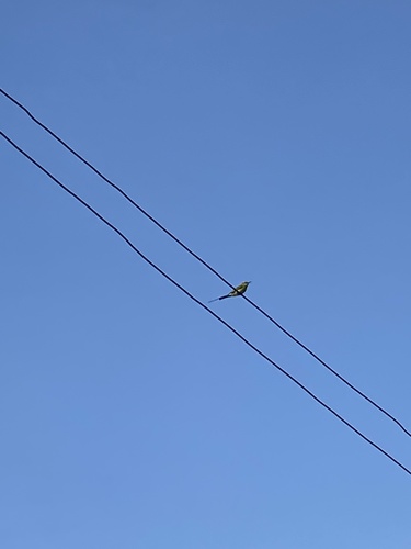 Merops orientalis ferrugeiceps