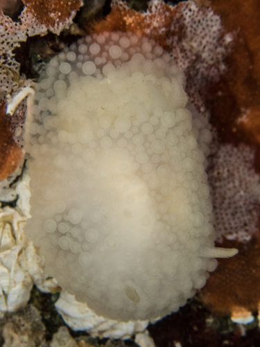 barnacle-eating dorid