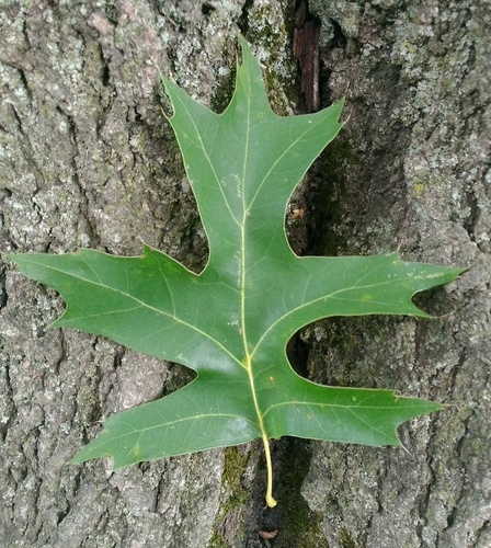 Quercus X mutabilis