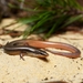 Mole Skink - Photo (c) Joey Mullica, all rights reserved, uploaded by Joey Mullica