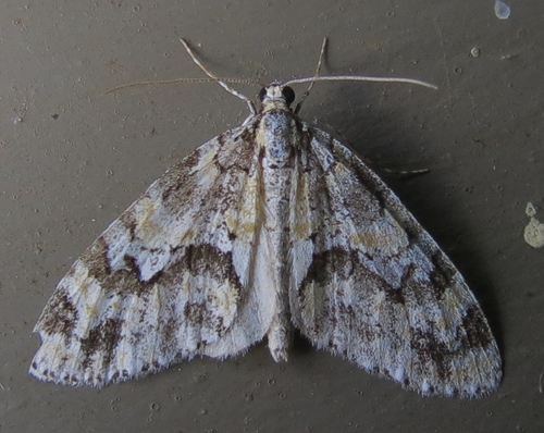 Mottled Gray Carpet