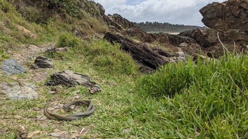 Yellow-faced Whipsnake sighting