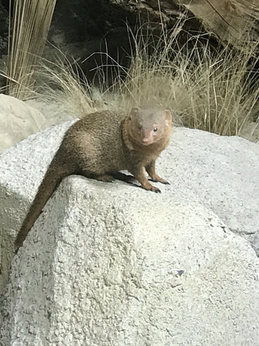 Common Dwarf Mongoose
