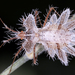 Phyllomorpha lacerata - Photo (c) gernotkunz, alla rättigheter förbehållna, uppladdad av gernotkunz