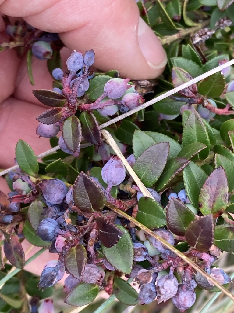 Andean blueberry from Bolívar, Carchi, Ecuador on January 27, 2022 at