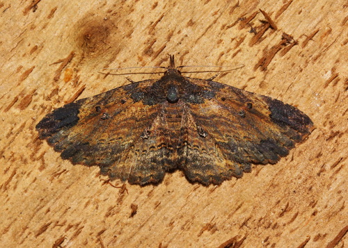 Paonidia pentaptila