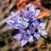 Gilia achilleifolia achilleifolia - Photo (c) NatureShutterbug, all rights reserved, uploaded by NatureShutterbug