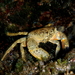 Warty Crab - Photo (c) Stefan Pav, all rights reserved, uploaded by Stefan Pav