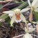 Coelogyne asperata - Photo (c) Jack Burns, todos os direitos reservados, uploaded by Jack Burns