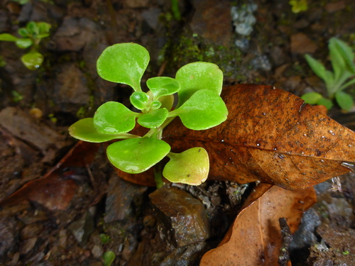 Aichryson divaricatum