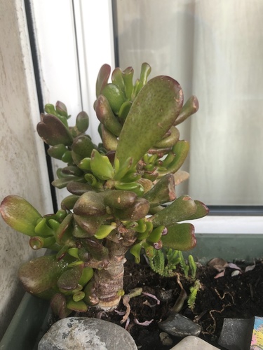Tikrasis storlapis nuotrauka