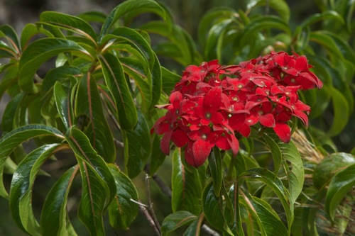 Paracarphalea kirondron