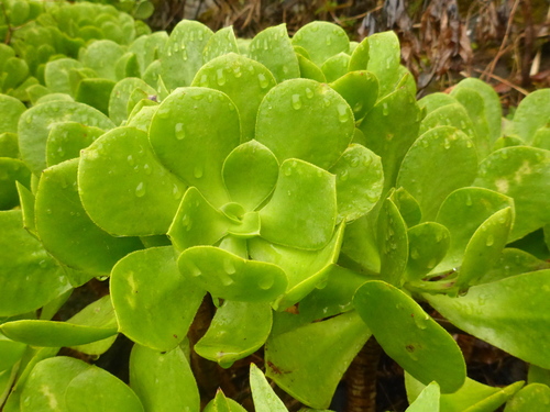 Viscid Houseleek