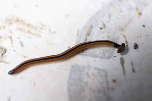 Wandering Hammerhead Worm (Bipalium vagum)