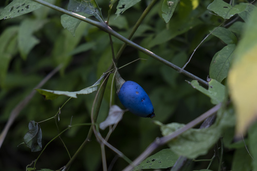 Lycianthes acapulcensis (Lycianthes acapulcensis)