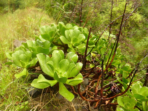 Viscid Houseleek