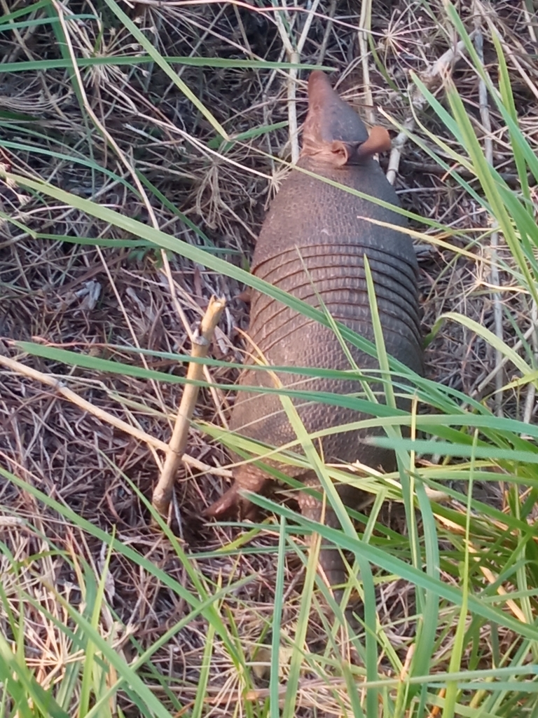 Southern Seven-banded Armadillo in January 2022 by Gonzalo Rodriguez ...