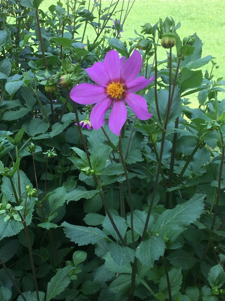 Dahlia