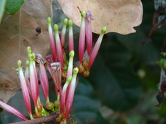 Image of Tapinanthus globiferus