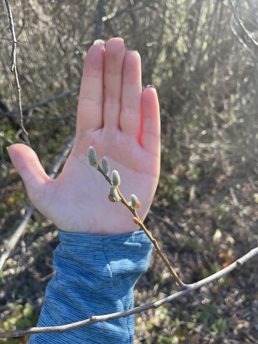 iNaturalist observation photo of Willows