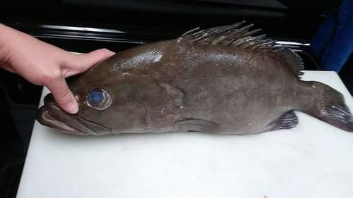 Snowy Grouper