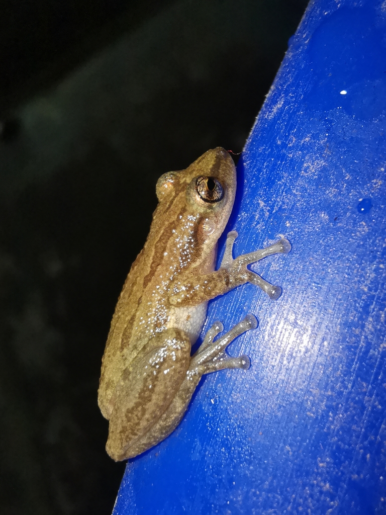 Stauffer's Tree Frog from San Miguel, El Salvador on January 27, 2022 ...