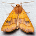 Centre-barred Sallow - Photo (c) Linné's Nightmare, all rights reserved, uploaded by Linné's Nightmare