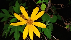 Tithonia diversifolia image