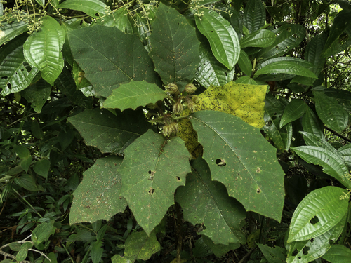 Solanum polytrichum