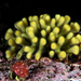 Northern Staghorn Bryozoan - Photo (c) Phil Garner, all rights reserved, uploaded by Phil Garner