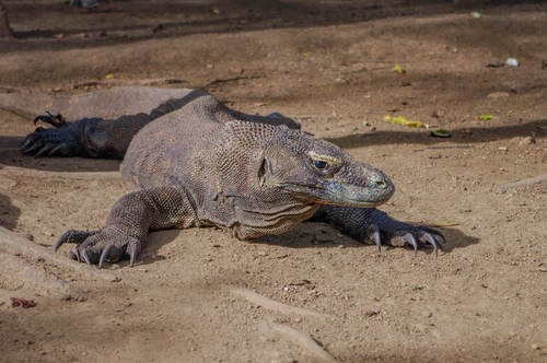 Komodo Dragon — seen at this dive site