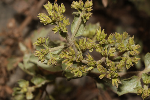 Ophryosporus floribundus · BioDiversity4All