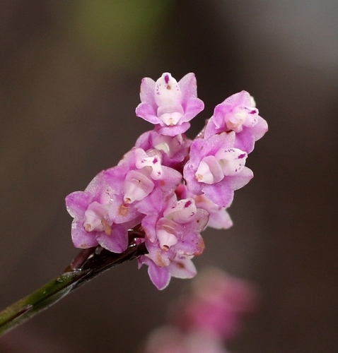 Podochilus