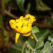 Solanum peruvianum - Photo 由 Ruth Ripley 所上傳的 (c) Ruth Ripley，保留所有權利