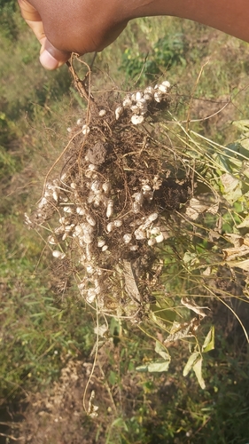 Macrotyloma geocarpum