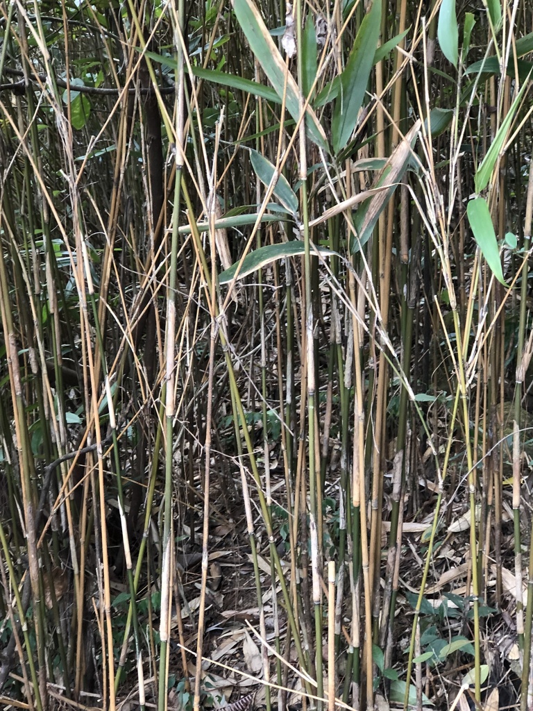 Indocalamus longiauritus