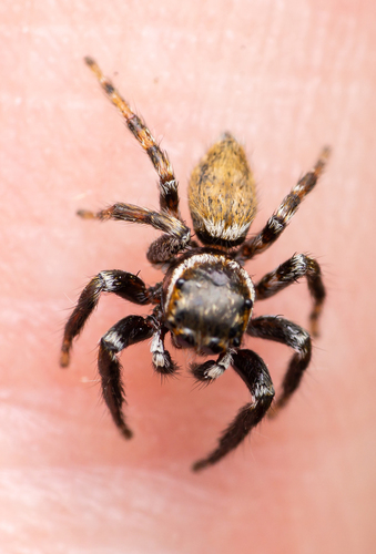 Mediterranean white-banded spider