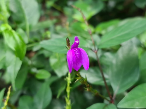 Justicia androsaemifolia