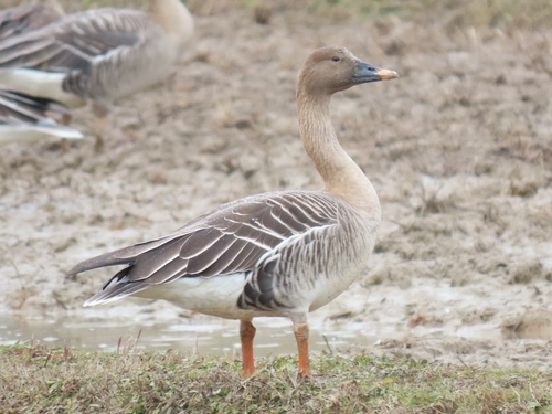 Taiga Bean Goose