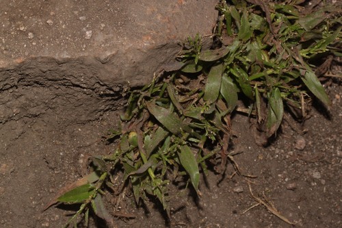 Paspalum pygmaeum