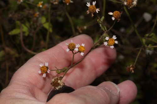 Galinsoga caligensis