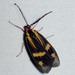 狹翅螢斑蛾屬 - Photo 由 Leonard Worthington 所上傳的 (c) Leonard Worthington，保留所有權利
