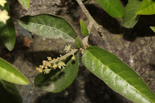 Croton alnifolius