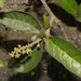 Croton alnifolius - Photo 由 Ruth Ripley 所上傳的 (c) Ruth Ripley，保留所有權利