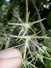Myoxanthus exasperatus image