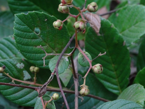 Tetracera potatoria · iNaturalist Mexico