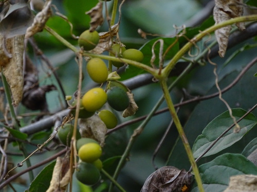 African yellow gourd (Cayaponia africana)