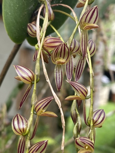 Lamellaris Orchid