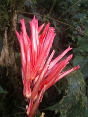 Image of Pitcairnia elliptica