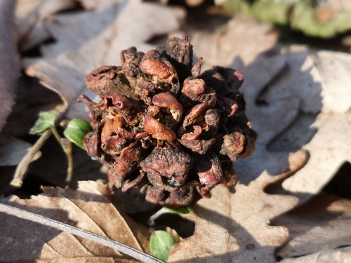 Hedgehog Gall Wasp